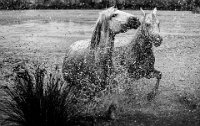 158 - REGARD - BARBIER GERARD - france <div : Camargue, chevaux, marais